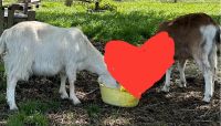 Suche Pflegebeteiligung für meine Ziegen Baden-Württemberg - Ötisheim Vorschau