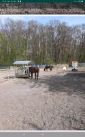 Pflegebeteiligungen für meine 4 Pferde Baden-Württemberg - Lauterach Vorschau