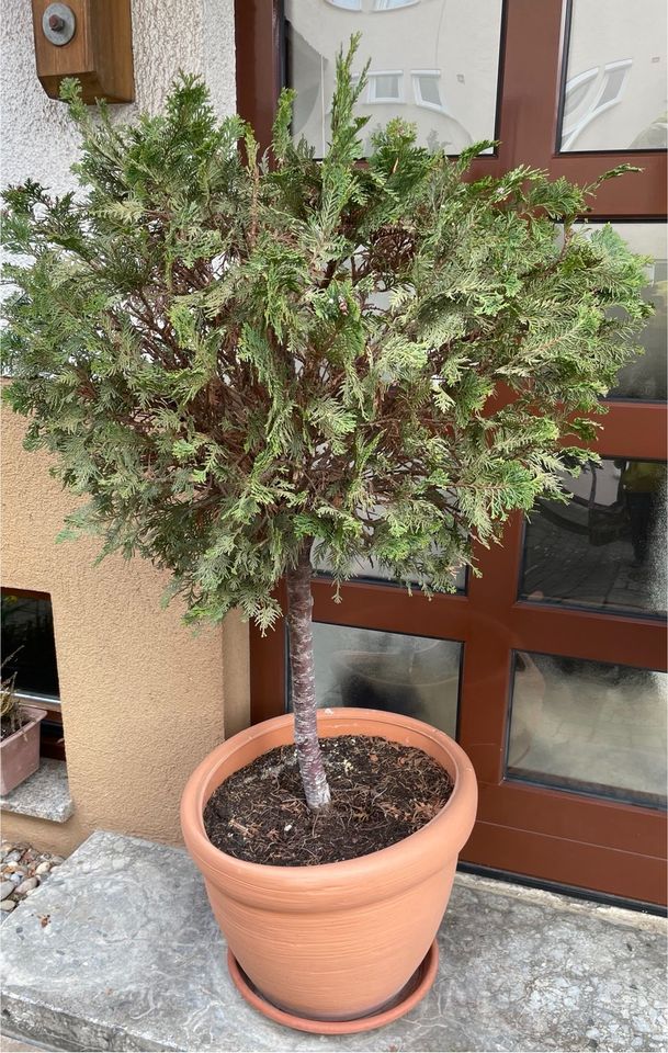 Lebensbaum Thuja Zypresse Hochstamm Kugel 120 cm in Ostfildern