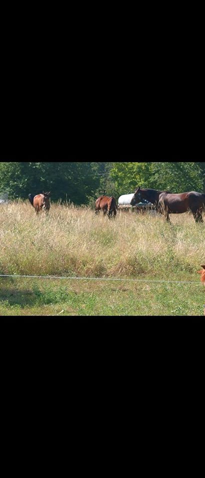 Pferdeboxen frei in Nessetal