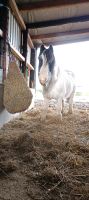 Pflegebeteiligung/Ponyreiten Nordrhein-Westfalen - Nordkirchen Vorschau