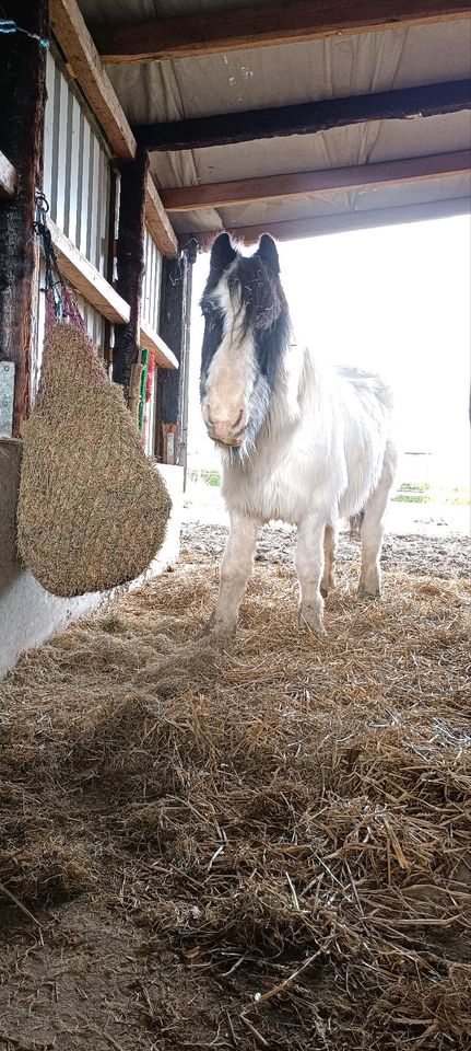 Pflegebeteiligung/Ponyreiten in Nordkirchen