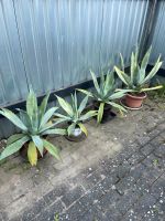 Agaven Agave Pflanzen Güstrow - Landkreis - Lalendorf Vorschau