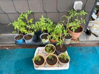 Tomatenpflanzen Thüringen - Sömmerda Vorschau