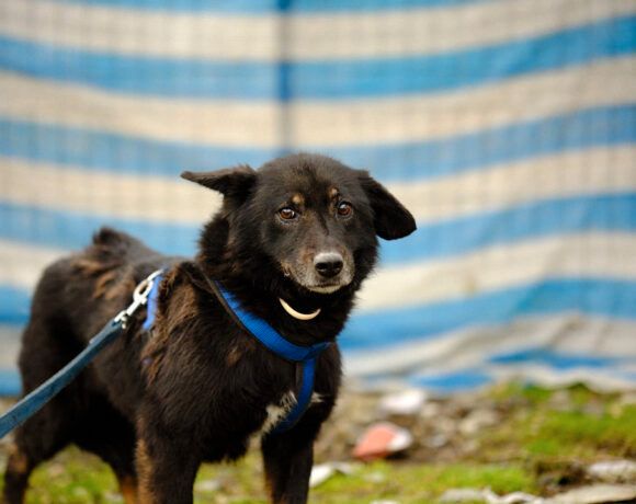 Lupita sucht ihr Für-Immer-Familie in St. Ingbert