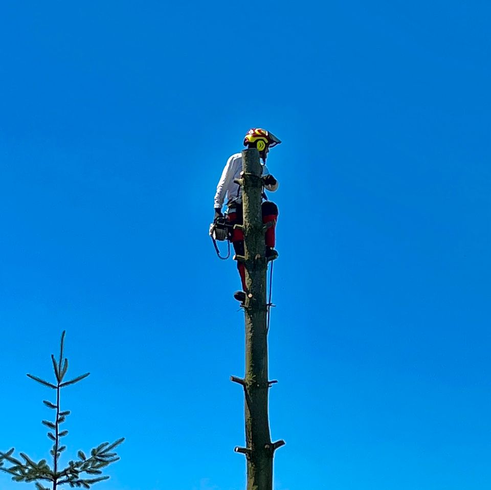 Baumpflege, Baumsanierung, Baumfällung, Obstbaumschnitt in Herzberg/Elster