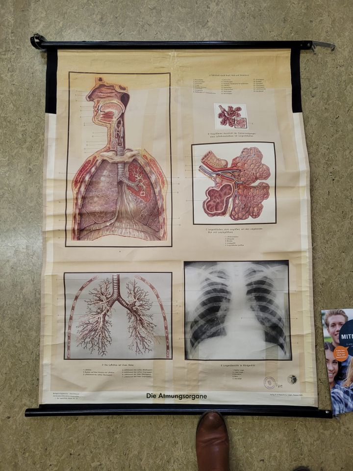 Lernplakat vintage - Die Atmungsorgane in Witten