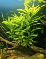 Aquarium: Wasserpflanze Riesenwasserfreund (Nomaphila siamensis) Dresden - Südvorstadt-Ost Vorschau