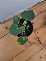 Zimmerpflanze Peperomia polybotrya Nordrhein-Westfalen - Herne Vorschau