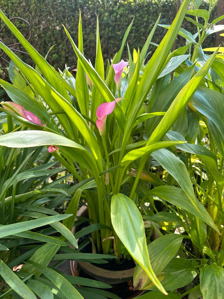 Calla - Garten-Kübelpflanze verschiedene vorhanden in Regensburg