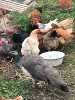 Biete meine Hühner an - „bunter Blumenstrauß“ Niedersachsen - Wolfenbüttel Vorschau