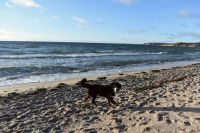 Last Minute Hundeurlaub-Ferienwohnung direkt an der Ostsee-Rügen Rügen - Thiessow Vorschau