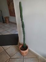 Kakteen Euphorbia 105cm Nordrhein-Westfalen - Erkrath Vorschau