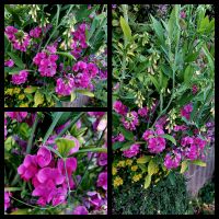 Staudensamen,Samen Staudenwicke, Lathyrus latifolius, Rankpflanze Niedersachsen - Georgsmarienhütte Vorschau