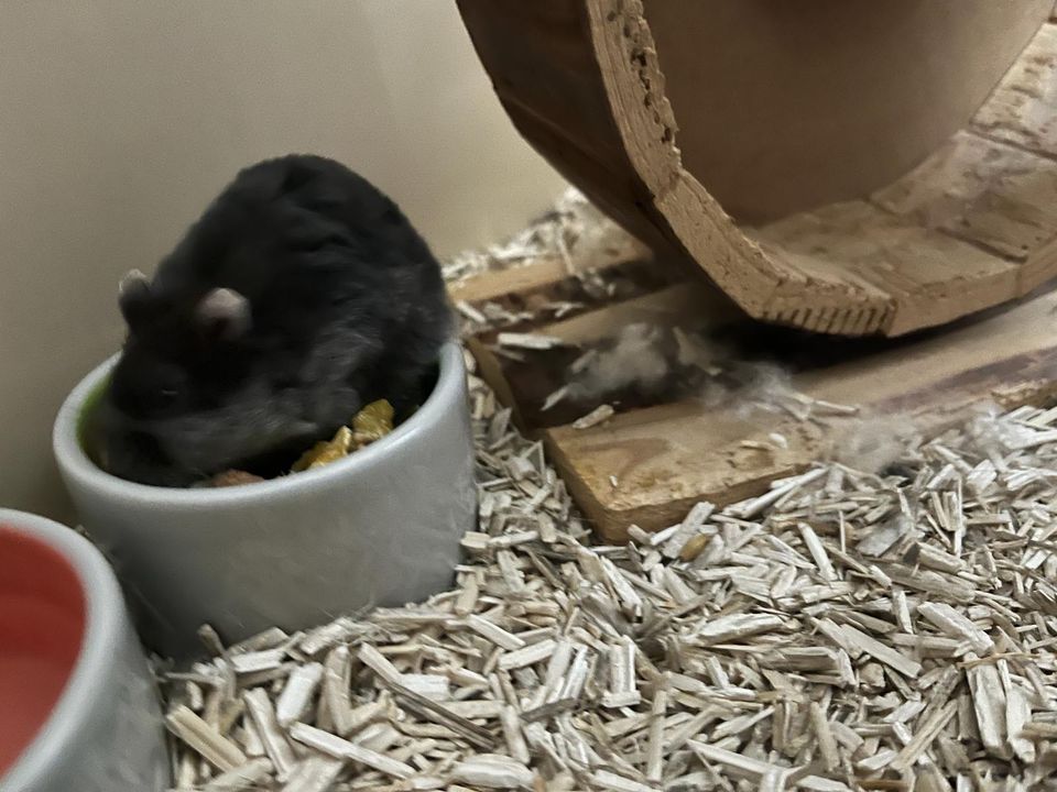 Hamster und Käfig in Hagen