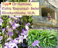 ♥ Ur-Gemüse,Echte Rapunzel Salat Glockenblume,Samen,Bienen Garten Eimsbüttel - Hamburg Schnelsen Vorschau