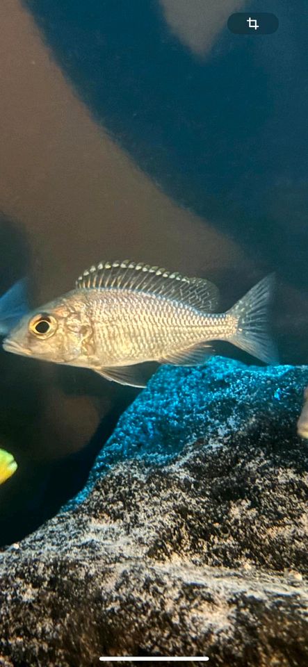 Malawi Buntbarsch - 1 Sciaenochromis Weibchen ca. 8-9 cm in Hamburg