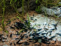 Neocaridina Davidi - blue velvet Sachsen-Anhalt - Dessau-Roßlau Vorschau