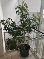 Pflanze ohne Übertopf Rheinland-Pfalz - Windhagen Vorschau