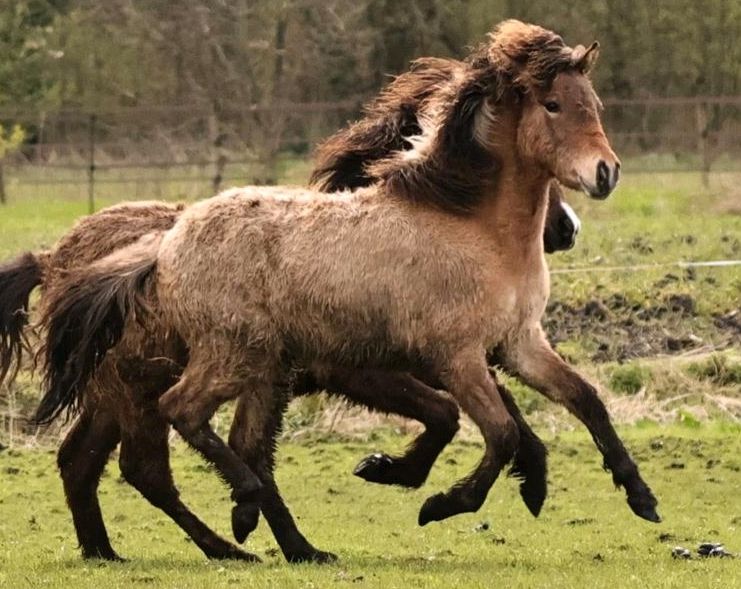 Isländer Hengst 5 gängig, reinerbig Falbe, Farbwechsler/Schecke in Weener