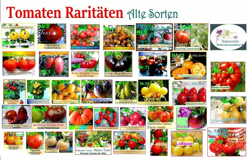 ♥ Blaue Lila Tomaten Samen Alte Sorten Gemüse BIO Garten Tulpenst in Hamburg