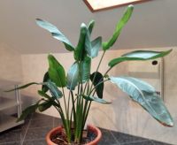 Dekorative Zimmerpflanzen - alle mit Topf Hessen - Flieden Vorschau