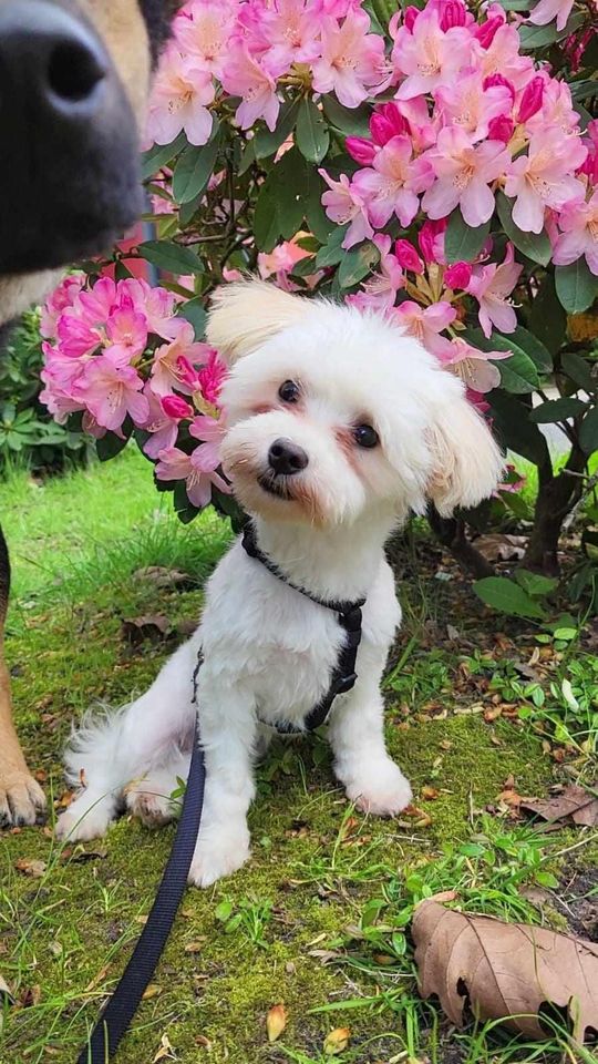 Marley sucht ihr Traumzuhause in Oldenburg