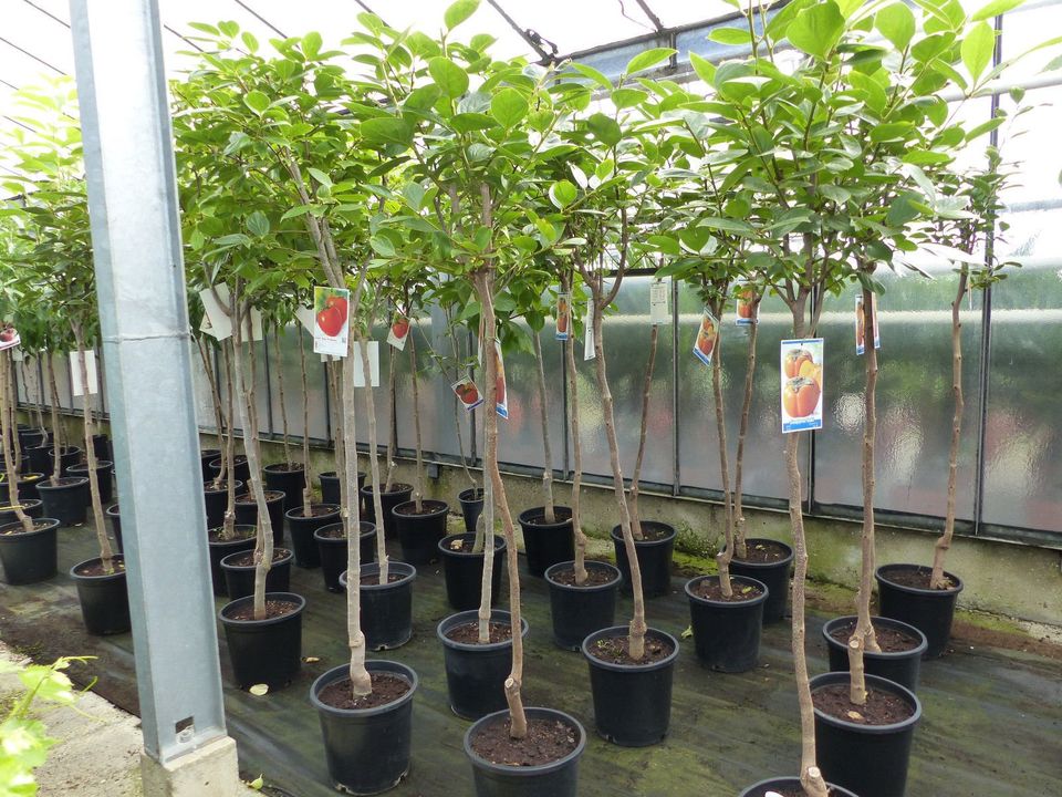 Kaki Baum 160-180 cm Sorte "Rojo Brilliante" Kakipflaume Pflanze in Goch