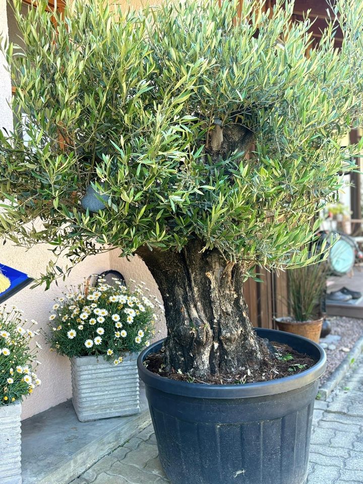 Olivenbaum ca. 150 Jahre alt in Konstanz