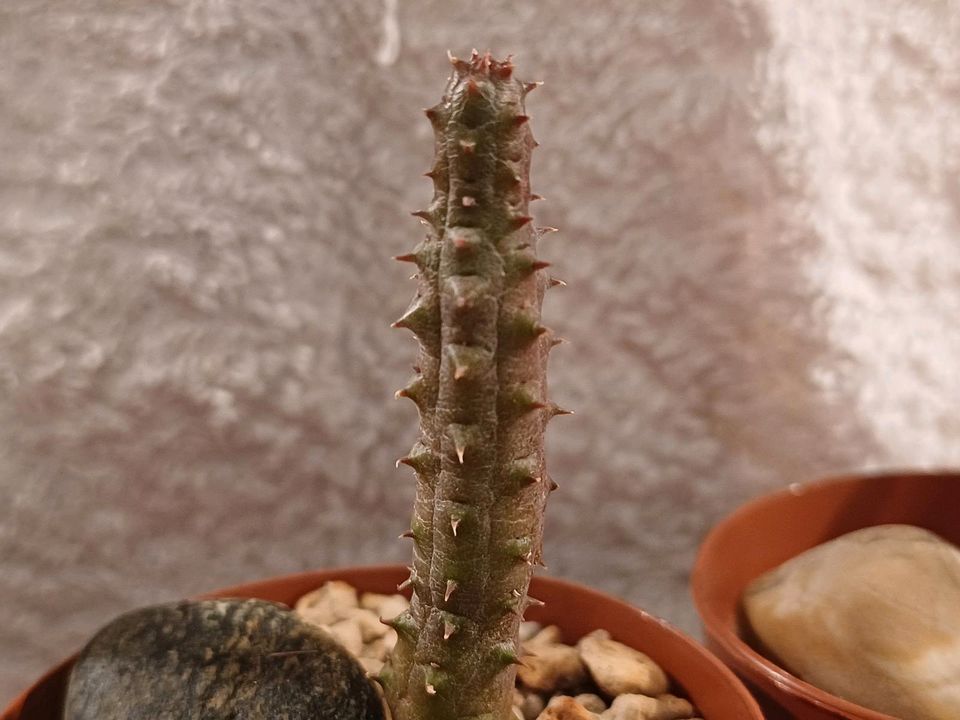 Roter Drache Huernia schneideriana - Aasblume Stapelia Sukkulente in Stephanskirchen