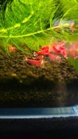 10 x Super Crystal Red santa's!  Garnelen Shrimps Caridina Berlin - Tempelhof Vorschau