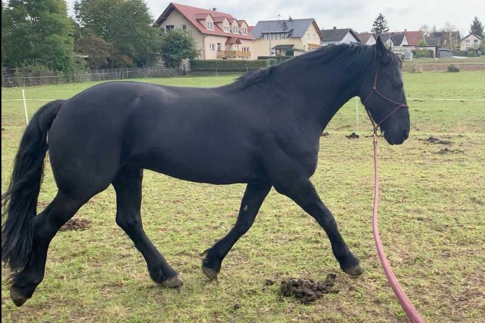 Reitbeteiligung in Wintersheim