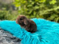 Mini Lop, Minilop und Löwenköpfchen,Zwergkaninchen Mecklenburg-Vorpommern - Neubrandenburg Vorschau