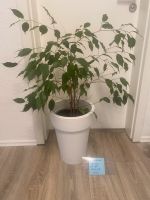 Zimmerpflanze Ficus benjamini incl.topf Duisburg - Hamborn Vorschau