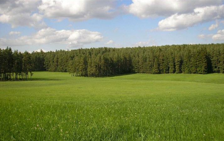 Wald Wiese Feld in Brohl