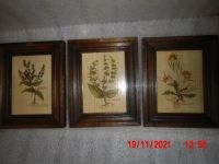 3 Bilder alt,mit Pflanzendarstellungen,Echtholzrahmen 27,5x22cm Nordrhein-Westfalen - Krefeld Vorschau