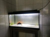Aquarium  54 Liter mit Garnelen und Zubehör Niedersachsen - Ritterhude Vorschau