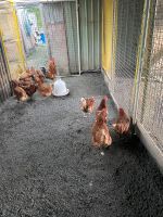 Hühner Legehühner Rheinland-Pfalz - Bobenheim-Roxheim Vorschau