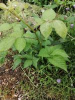 Brombeeren stachellos Baden-Württemberg - Küssaberg Vorschau