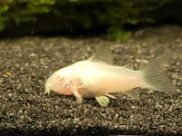 Corydoras Albino Aeneus / Panzerwelse Nordrhein-Westfalen - Rödinghausen Vorschau