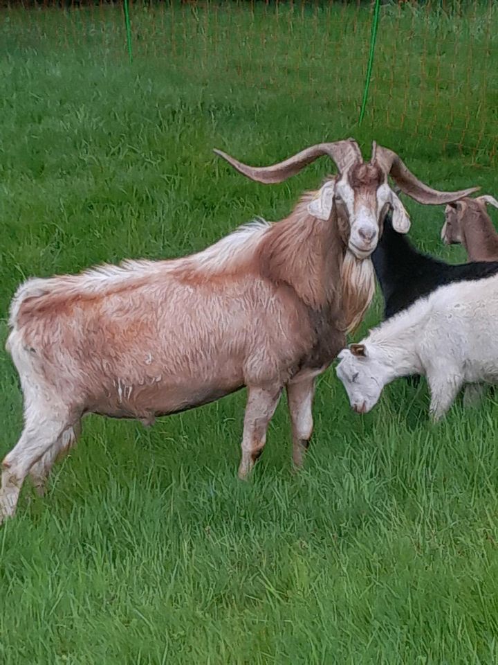 Ziegen bock ziegenbock Burenbock in Asbach