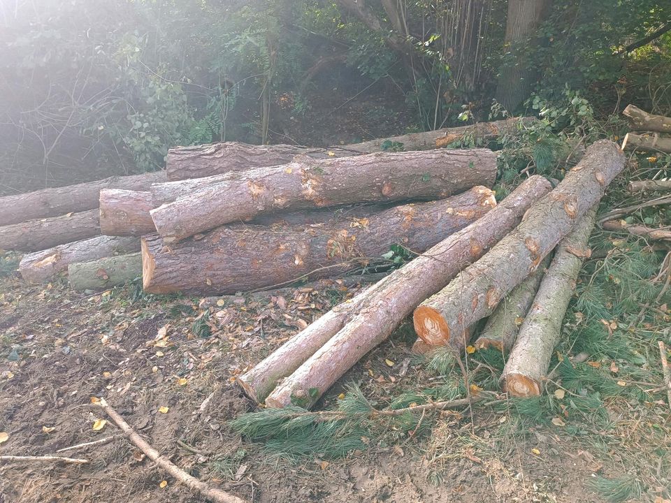 Kiefern und Lärche Stammholz zu verkaufen in Nieheim