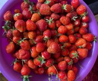Frisch gepflückte Erdbeeren zu verkaufen; kg Rheinland-Pfalz - Landstuhl Vorschau