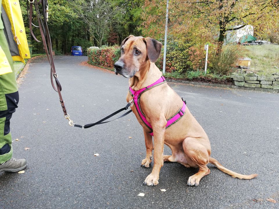 Tellington Methode für Hunde Seminar am 04.08 - für Anfänger in Kirchen (Sieg)