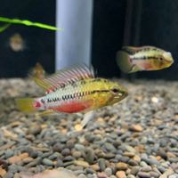 Apistogramma hongsloi – Rotstrich-Zwergbuntbarsch Baden-Württemberg - Ilsfeld Vorschau