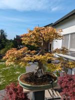 Bonsai Acer Ahorn Dreispitzahorn auf Stein Nordrhein-Westfalen - Datteln Vorschau