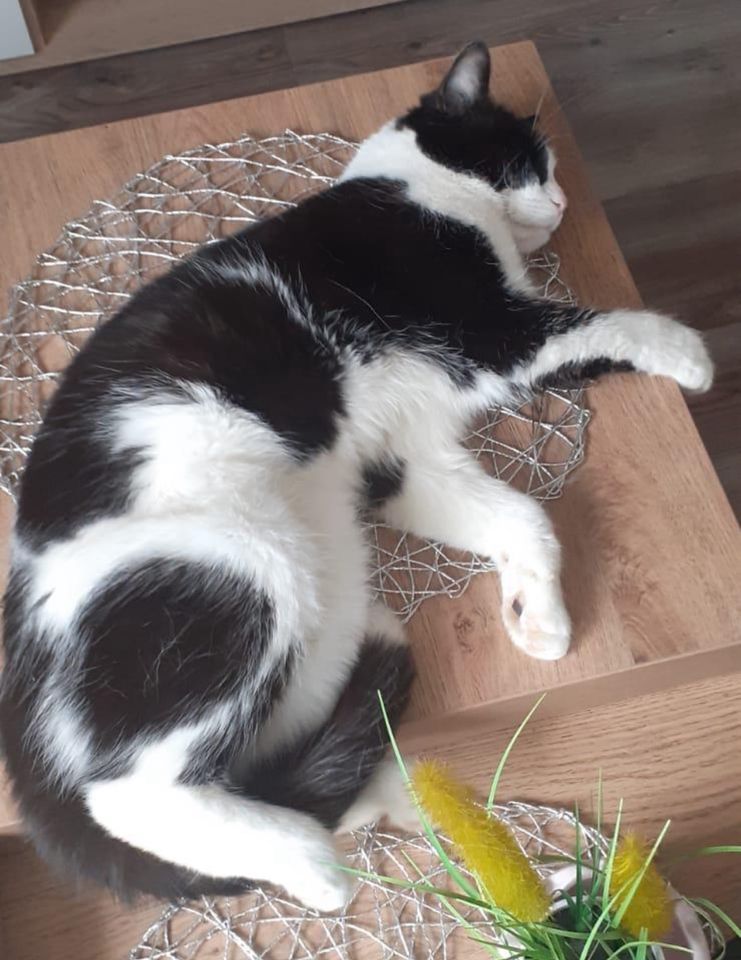 Suche: Unsere Katze wird in Niederdossenbach vermisst in Rheinfelden (Baden)