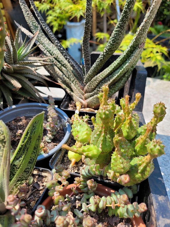 Sukkulenten Zimmerpflanzen Echeveria Aloe Euphorbia in Recklinghausen