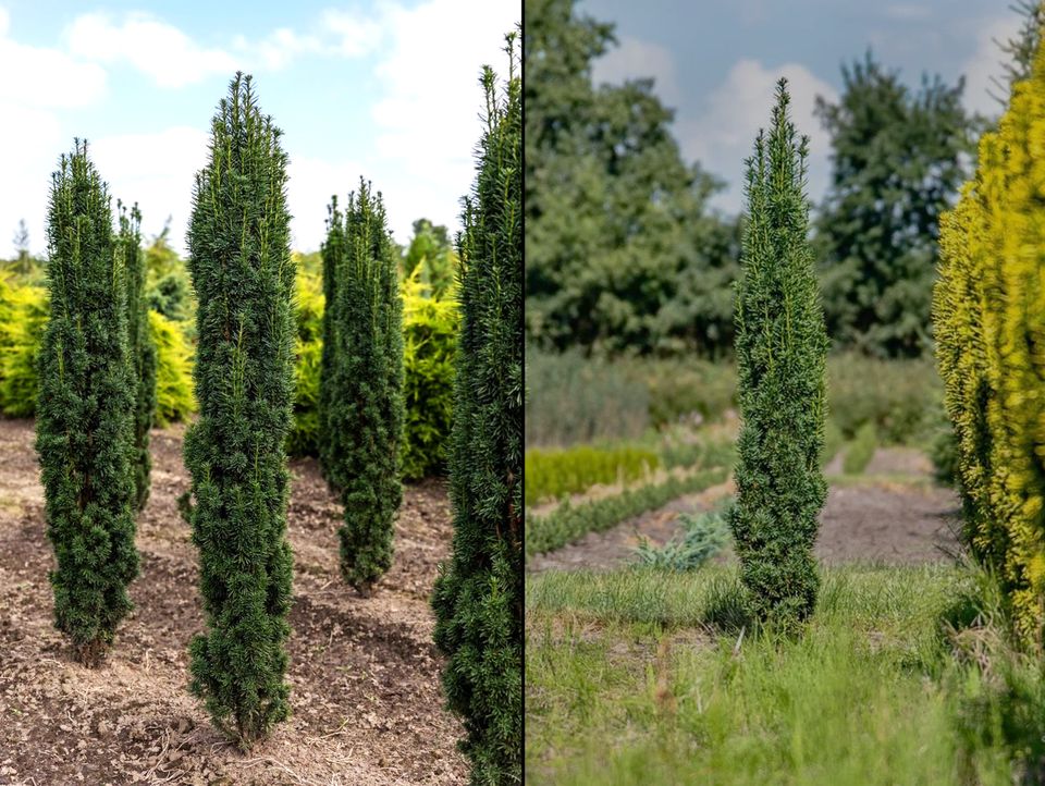 Toskana - Eibe / Taxus Fastigiata Robusta (Mittelmeerzypresse) in Elsendorf