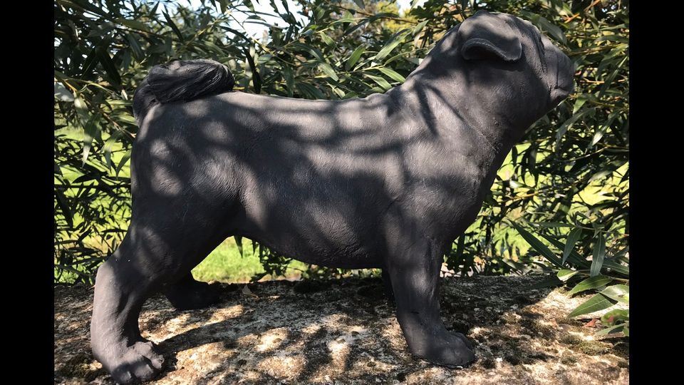 Mops Möpse 20kg 45cm Kaiserhund Pug Carlin Carlino Hund Doguillo in Nürnberg (Mittelfr)